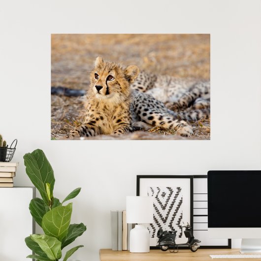 Poster Cheetah Cub (Bureau à domicile)