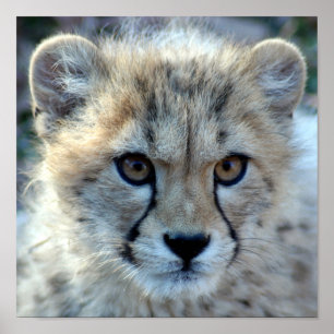 Poster cheetah-cub10x10