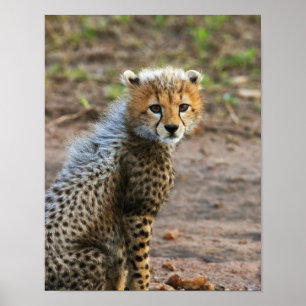 Poster Cheetah Cub Acinonyx Jubatus)