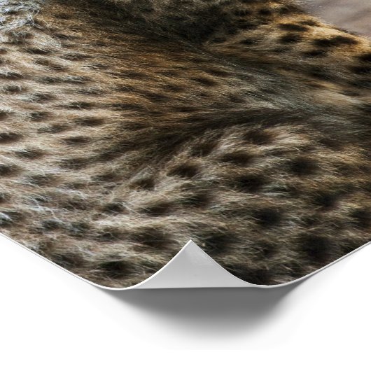 Poster Cheetah Cub Acinonyx Jubatus) vu dans (Coin)