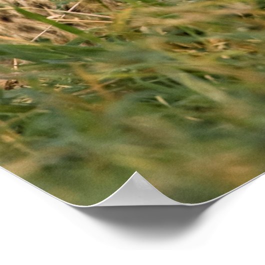 Poster Cheetah Cub and Parent (Coin)