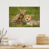Poster Cheetah Cub and Parent (Cuisine)