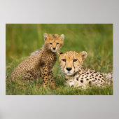 Poster Cheetah Cub and Parent (Devant)