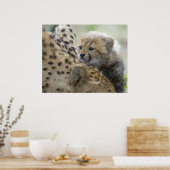 Poster Cheetah Cub avec maman (Cuisine)