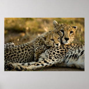 Poster Cheetah Cub Snuggling