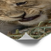 Poster Cheetah Cubs Jouer (Coin)