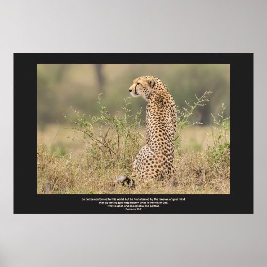 Poster Cheetah Dans Une Contemplation Tranquille Personna (Devant)