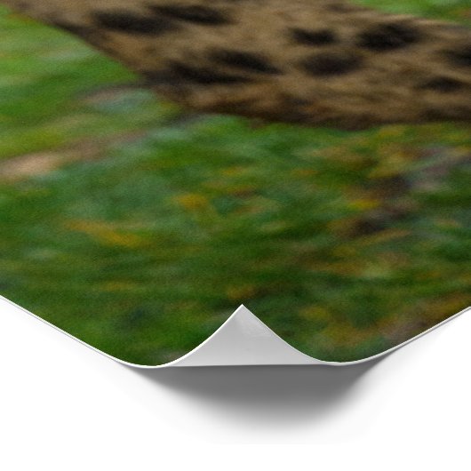 Poster Cheetah Duo (Coin)