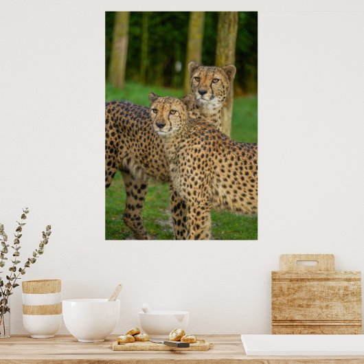 Poster Cheetah Duo (Cuisine)