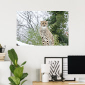 Poster Cheetah en neige (Bureau à domicile)