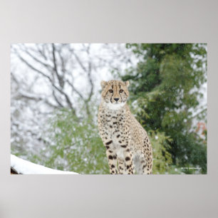 Poster Cheetah en neige