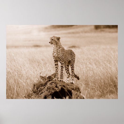 Poster Cheetah Kenya Afrique (Devant)