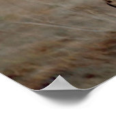 Poster Cheetah Love (Coin)