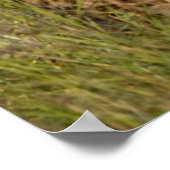 Poster Cheetah Lying (Coin)