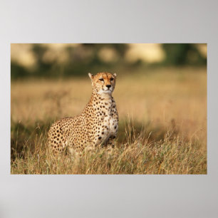 Poster Cheetah on small mound for better visibility