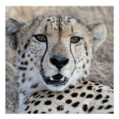 Poster Cheetah Portrait (Devant)