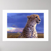 Poster-Cheetah Poster (Devant)
