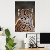 Poster Cheetah regarde loin (Bureau à domicile)