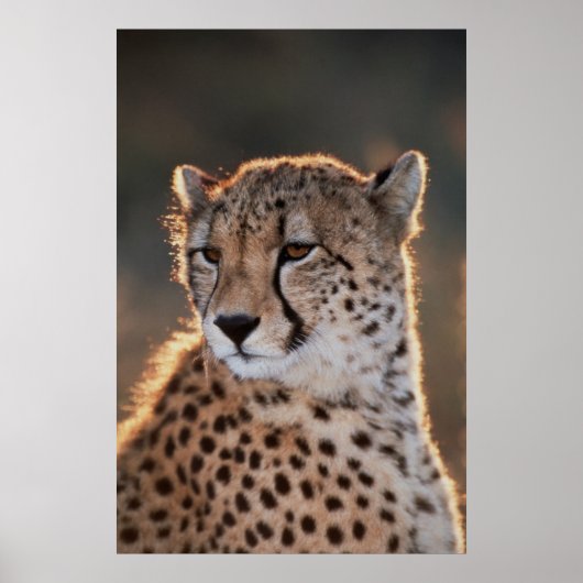 Poster Cheetah regarde loin (Devant)