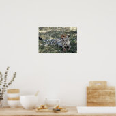 Poster cheetah relax (Cuisine)