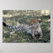 Poster cheetah relax (Devant)