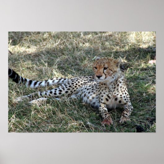 Poster cheetah relax (Devant)