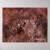 Poster Cheetah Stare (Devant)