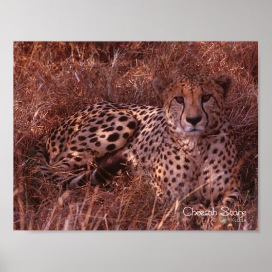 Poster Cheetah Stare (Devant)