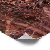 Poster Cheetah Stare (Coin)