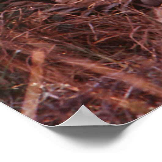 Poster Cheetah Stare (Coin)