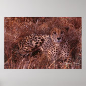 Poster Cheetah Stare (Devant)