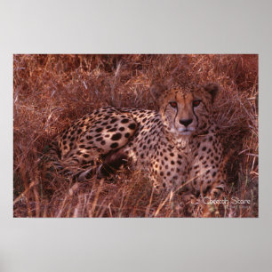 Poster Cheetah Stare