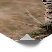 Poster Cheetah Stretch (Coin)