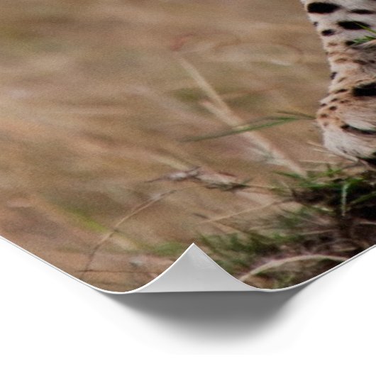 Poster Cheetah Stretch (Coin)