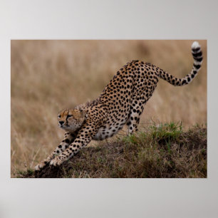 Poster Cheetah Stretch