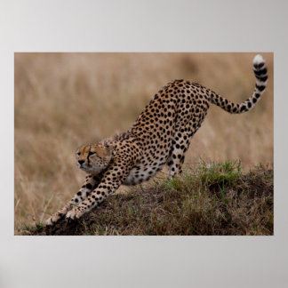 Poster Cheetah Stretch