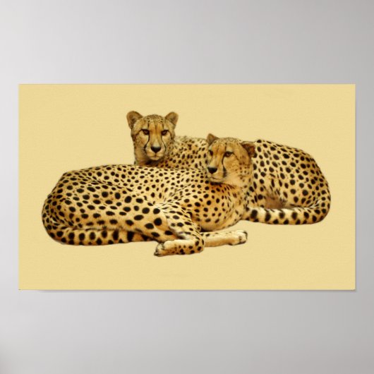 Poster Cheetahs (Devant)