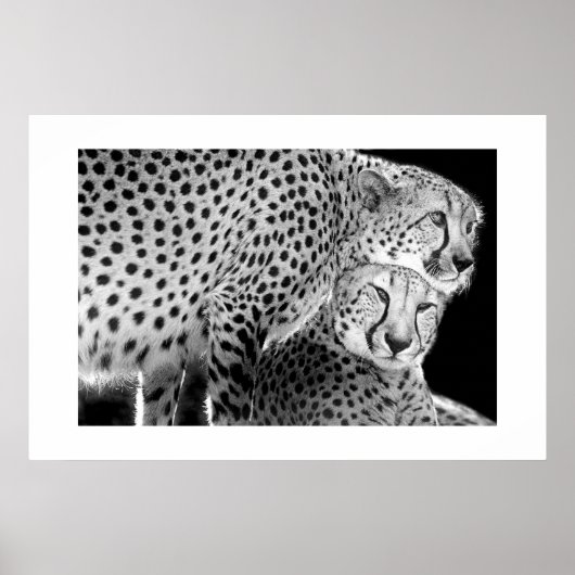 Poster Cheetahs #1 (Devant)