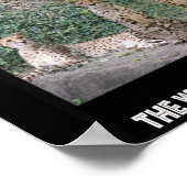 POSTER CHEETAHS - CONSTRUIT POUR LA VITESSE (Coin)