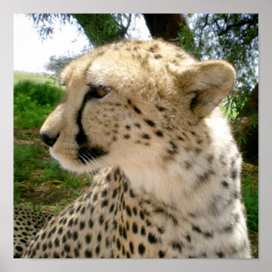 Poster Cheetahs de chats sauvages de la Jungle africaine (Devant)