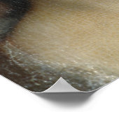 Poster Chef de comte (Coin)