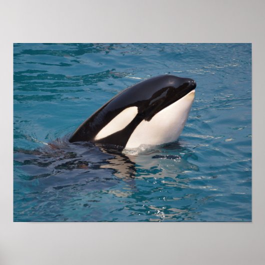 Poster Chef de l'orque (Devant)