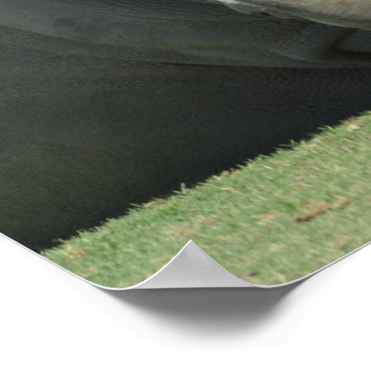 Poster Chef du troupeau (Coin)