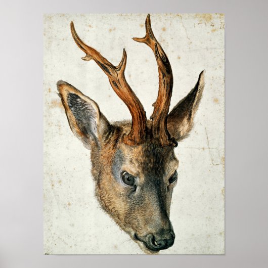 Poster Chef d'un Cerf de Roe (Devant)