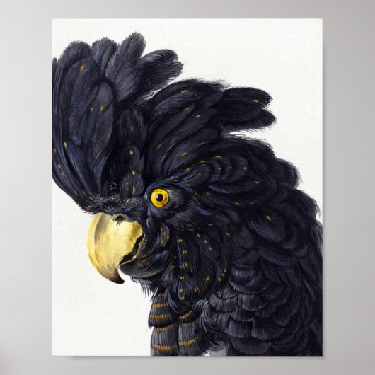 Poster Chef d'un Cockatoo par Aert Schouman (Devant)