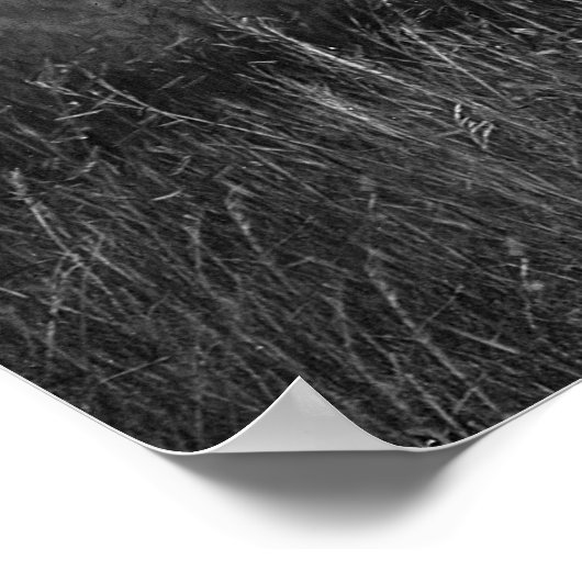 Poster Chefs Sioux : 1905 (Coin)