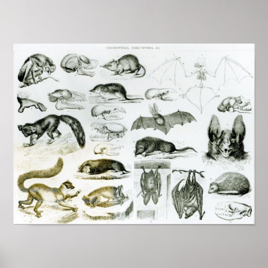 Poster Cheiroptera, Insectivora (Devant)