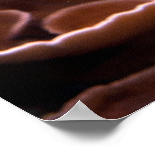 Poster Chelmon rostratus (Coin)