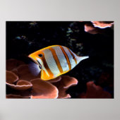 Poster Chelmon rostratus (Devant)