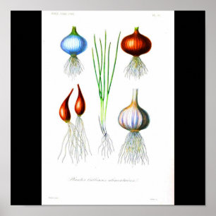 Poster-chemicaliën-uien en knoflook poster